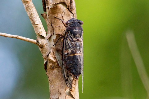 Cherrynose Cicada (Macrotristria angularis)